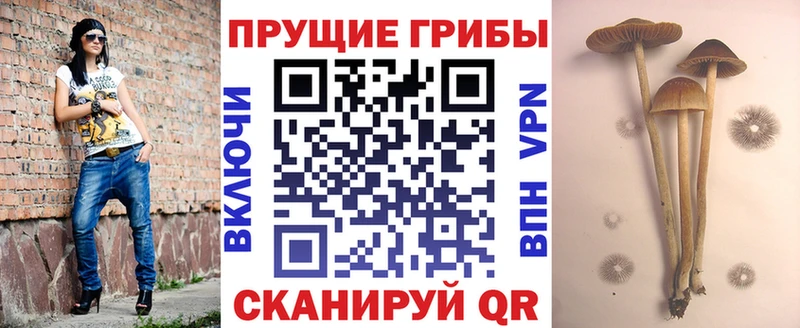 Псилоцибиновые грибы прущие грибы Гатчина